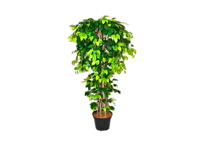 Фикус мелколистный искусственный