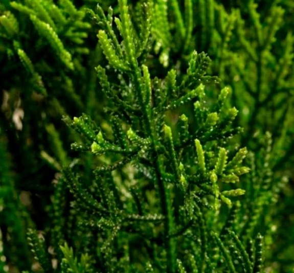 Туя Real Touch рис 3