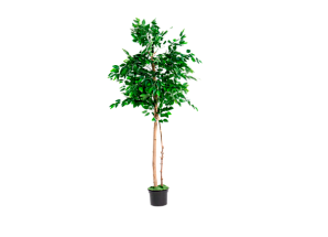 Фикус Меланж 184 см