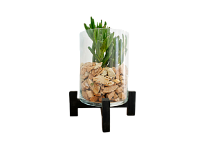 Крассула в стеклянном кашпо