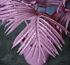Пальма Pink рис 1