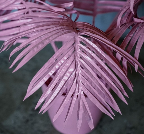 Пальма Pink рис 1