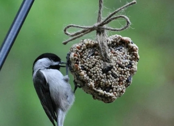 Мастер-класс "Кормушка для птиц"