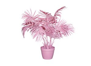 Пальма Pink