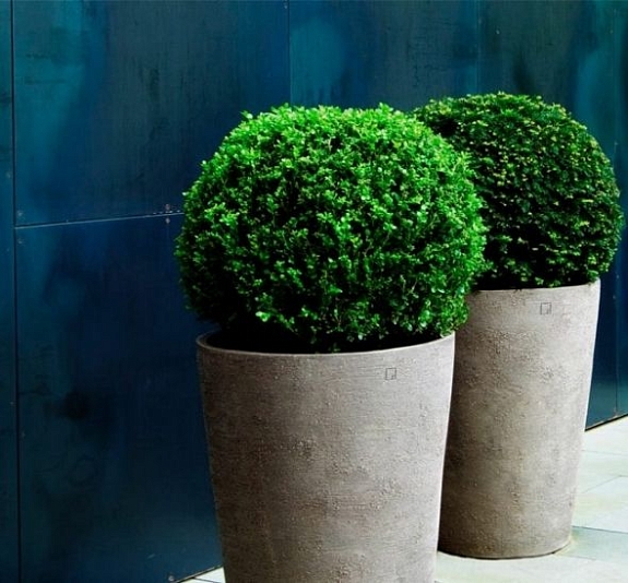 Искусственное растение Самшит рис 3