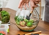 картинка Мастер-класс "Флорариум" от компании Рент-Бери