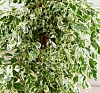 Фикус пестролистный искусственный рис 1