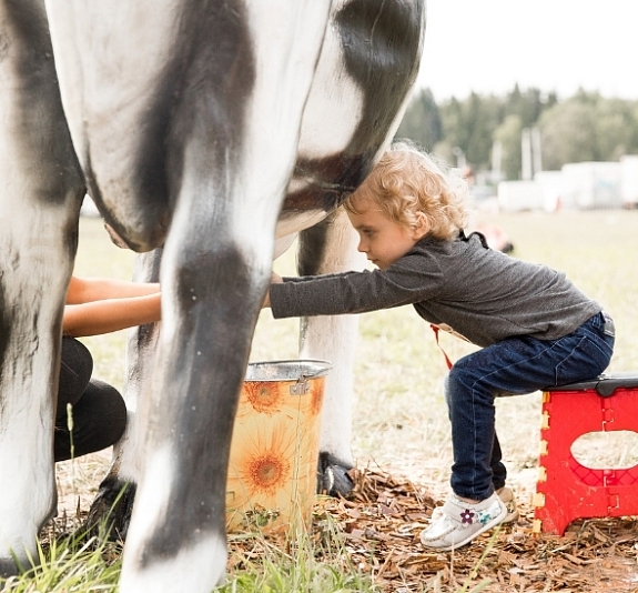картинка Дойная корова от компании Рент-Бери