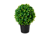Искусственное растение Самшит