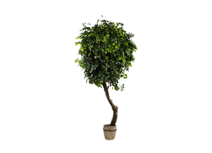 Искусственное растение Фикус