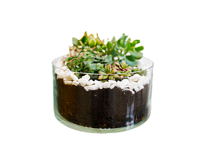 Микс из нескольких видов крассулы