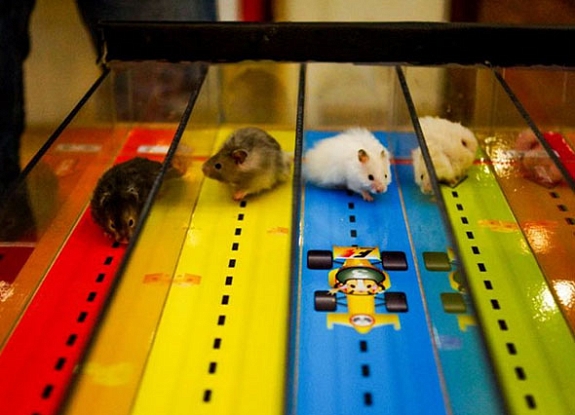 Тотализатор мышиные бега