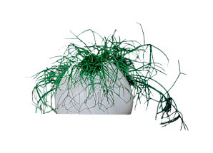 Рипсалис в керамическом кашпо