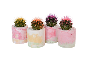 Сет из четырёх кактусов