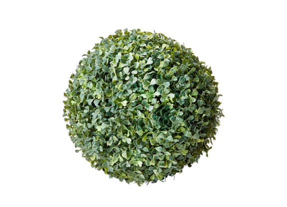 Самшит без ножки