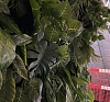 Монстера искусственная рис 1